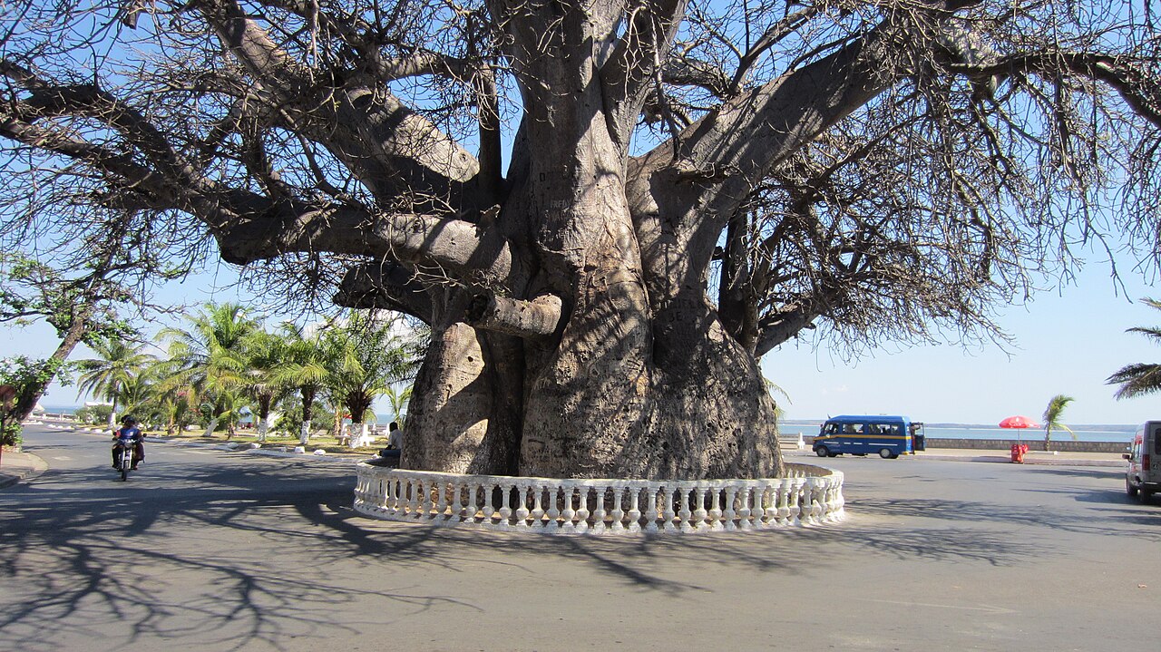Le baobab du bord de mer à Mahajanga