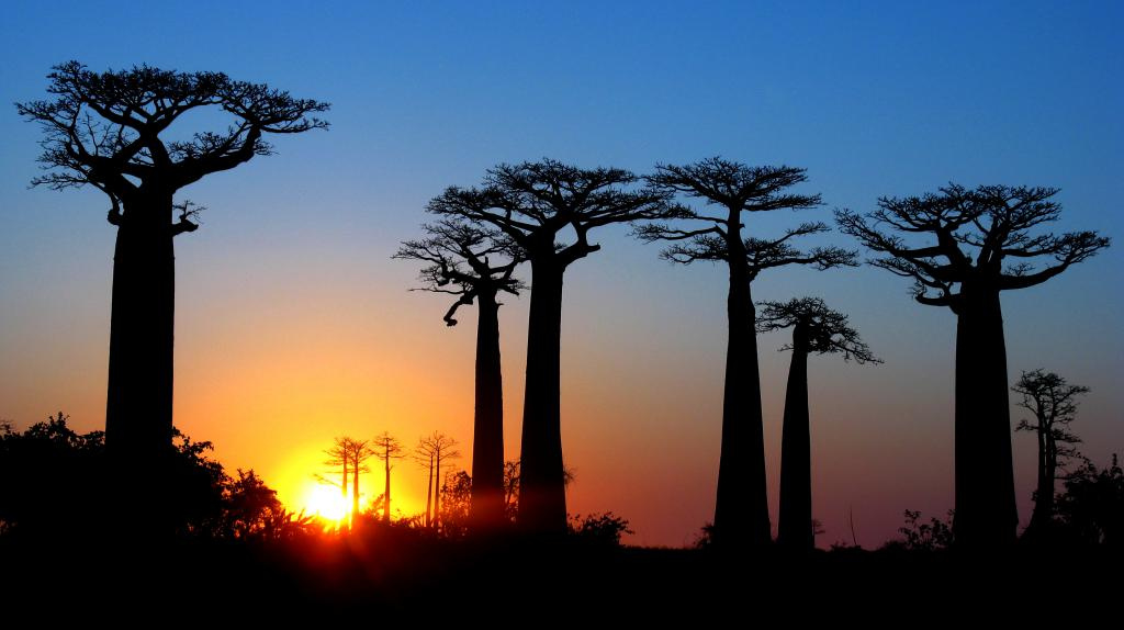 L’allée des Baobabs, près de Morondava