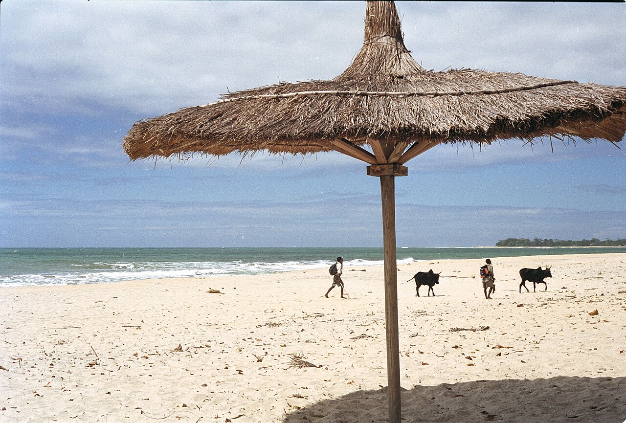 La plage de Sambava, avec un parasol en feuilles et des zébus au bord de l’océan